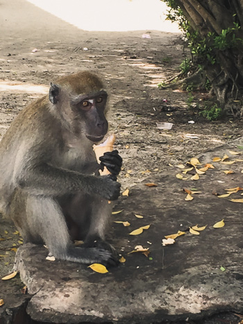 Monkey eating an ice cream at Perak Tong.