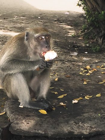 Monkeys like to steal people's food at Perak Tong cave complex.