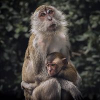 batu_caves_monkeys